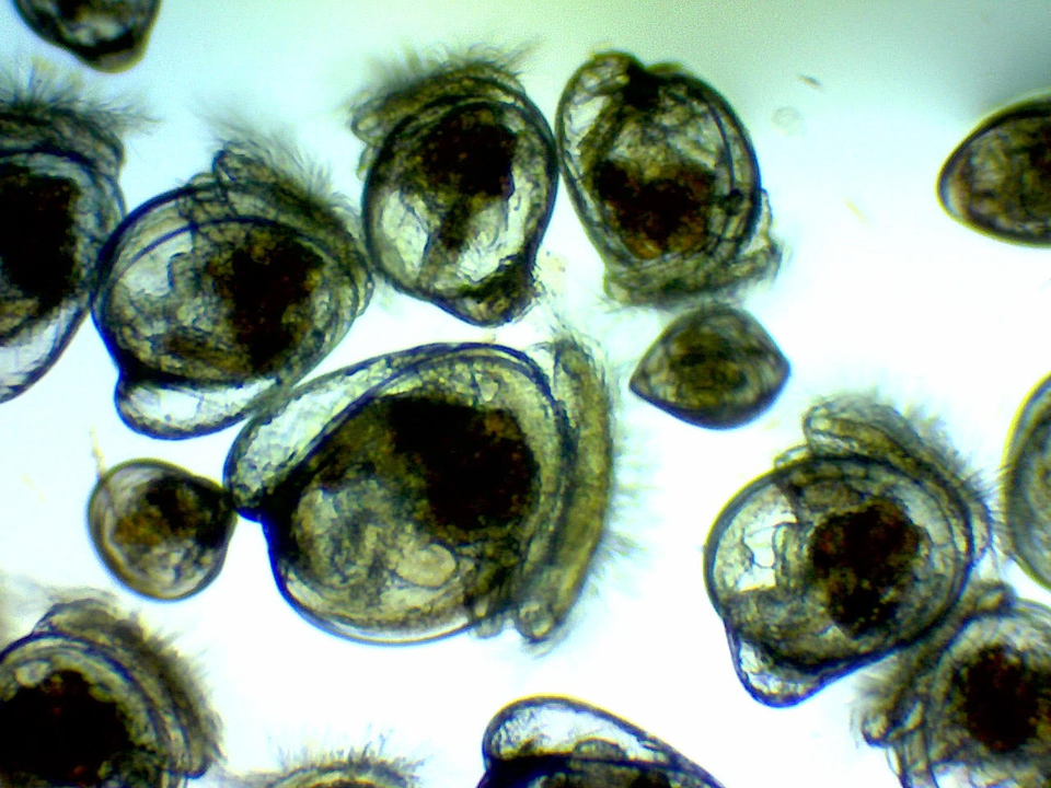 A fullcourse meal for oyster larvae University of Maryland Center